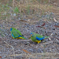 turquoise-parrot-IMG 3365