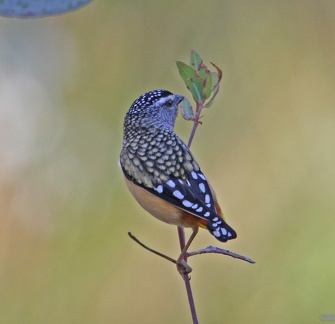 spotted-pardalote-IMG 6663