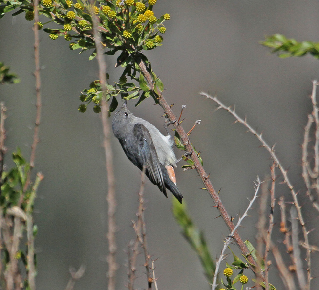 mistletoe-bird-female-IMG_6678.jpg