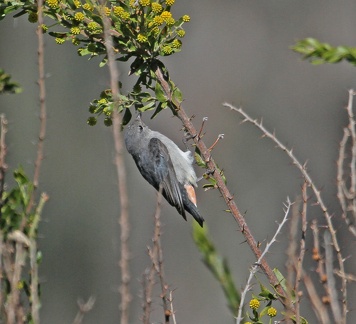 mistletoe-bird-female-IMG 6678