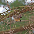 yellow-rumped-thornbill-IMG_2836.jpg