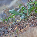yellow-rumped-thornbill-IMG 2837