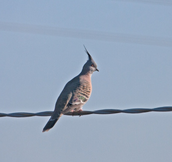 crested-pigeon-IMG 5334