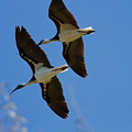 straw-necked-ibis-IMG_1627.jpg