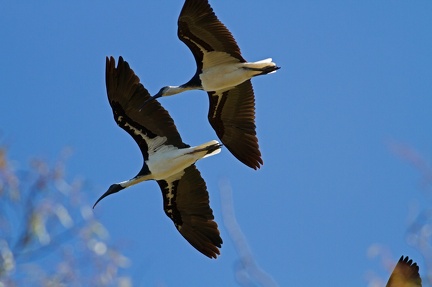 straw-necked-ibis-IMG 1627