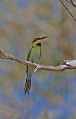 rainbow-bee-eater-IMG 3120