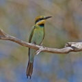 rainbow-bee-eater-IMG 3120