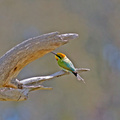 rainbow-bee-eater-IMG 7011