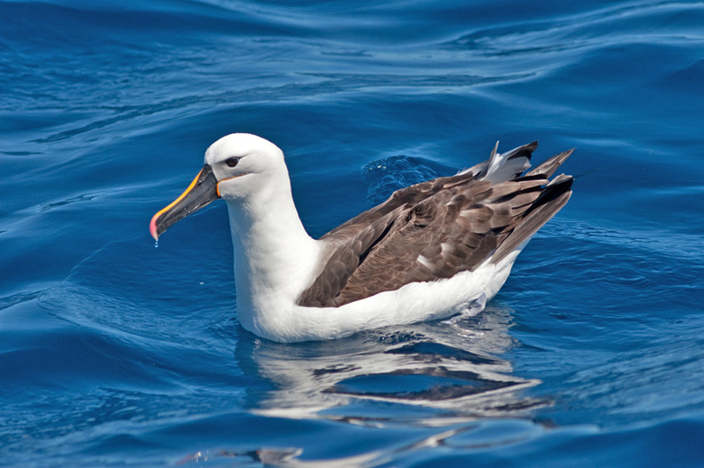 yellow-nosed-albatross.jpg