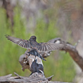 willy-wagtail-IMG_4229.jpg