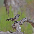 willy-wagtail-IMG_4230.jpg
