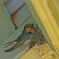welcome-swallow-nest-IMG_4730.jpg