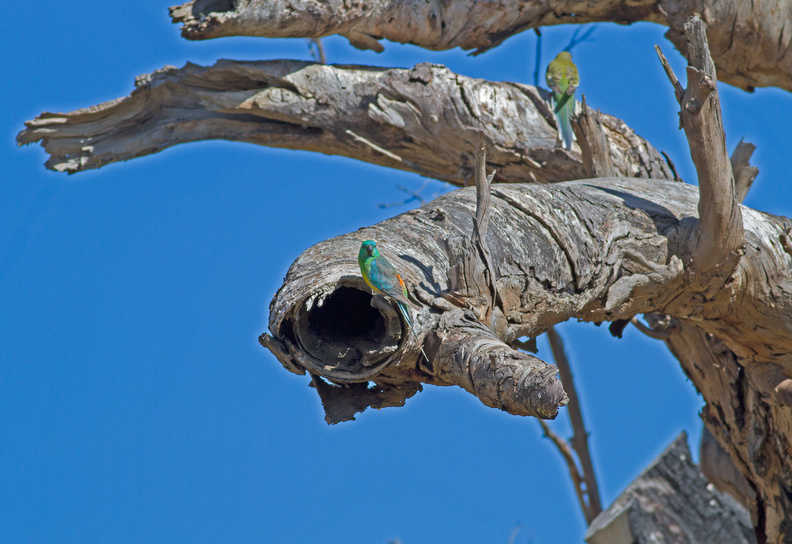 red-rumped-parrot-nest-IMG_1785.jpg