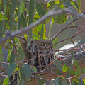 yellow-robin-nest-IMG 5977