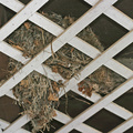 wbscrubwren-nest-031005