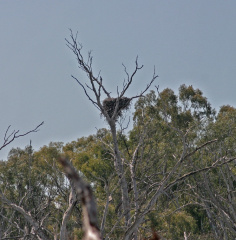 wedgetailed-eagle-nest-IMG 4655