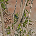 superb-fairy-wren-nest-IMG 1158