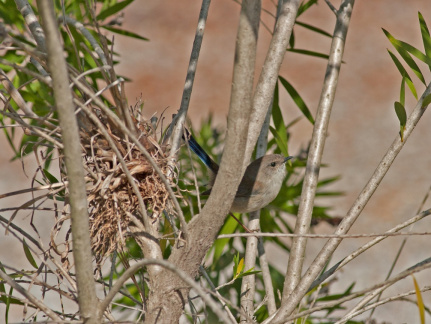 superb-fairy-wren-nest-IMG 1158