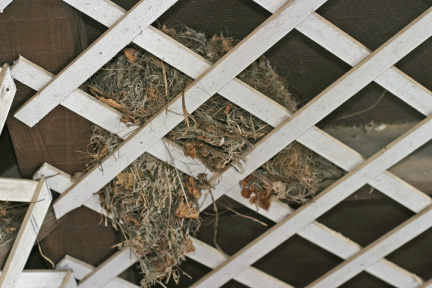 wbscrubwren-nest-031005