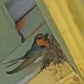 welcome-swallow-nest-IMG 4730