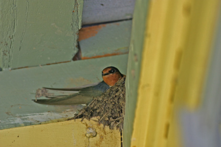 welcome-swallow-nest-IMG 4740