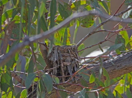 yellow-robin-nest-IMG 5977