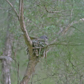 yellow-robin-nest