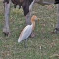 cattle-egret-IMG 0799-2