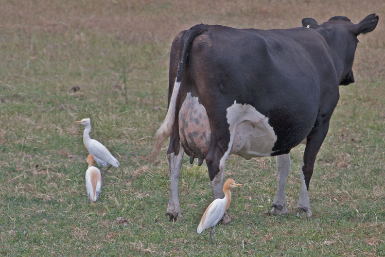 cattle-egret-IMG_0799.jpg