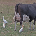 cattle-egret-IMG 0799