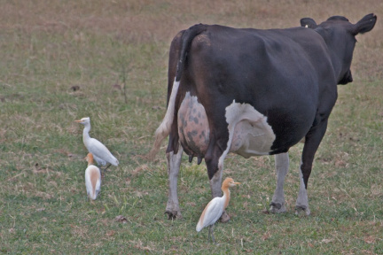 cattle-egret-IMG 0799