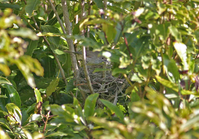 golden-whistler-nest-102_0225.jpg