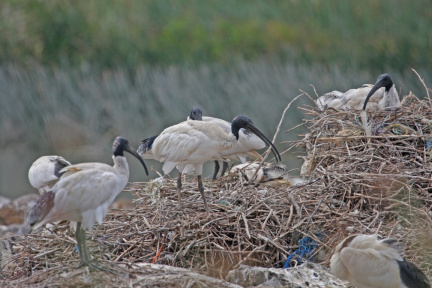 white-ibis-nest-IMG 2422