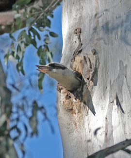 kookaburra-nest