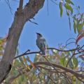 white-bellied-cuckoo-shrike-IMG_4259.jpg
