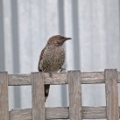 little-wattlebird-IMG 4369