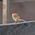 red-browed-finch-IMG 6397