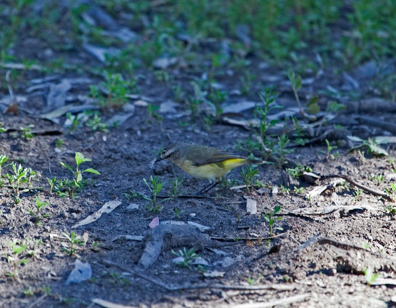 yellow-rumped-thornbill-IMG 4878