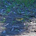 yellow-rumped-thornbill-IMG_4878.jpg