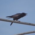 Australian-raven-IMG 3928