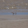 red-capped-plover-IMG 4032