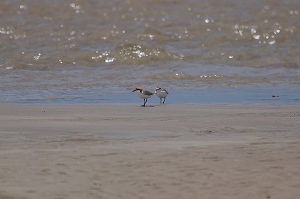 red-capped-plover-IMG 4032