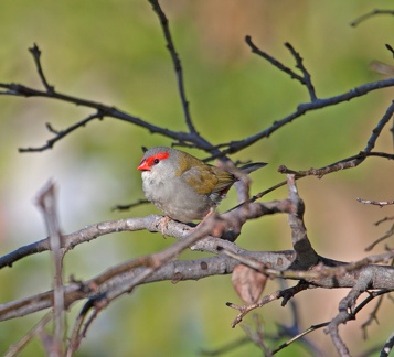 red-browed-finch-IMG 5088