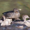 wood-duck-juvenile