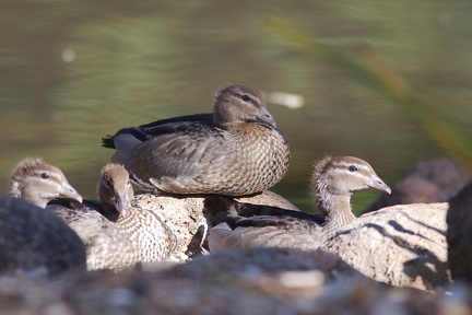 wood-duck-juvenile