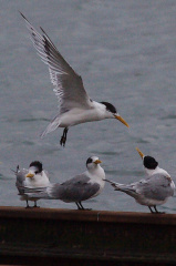 Crested Tern IMG 7476