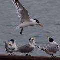 Crested Tern IMG 7476