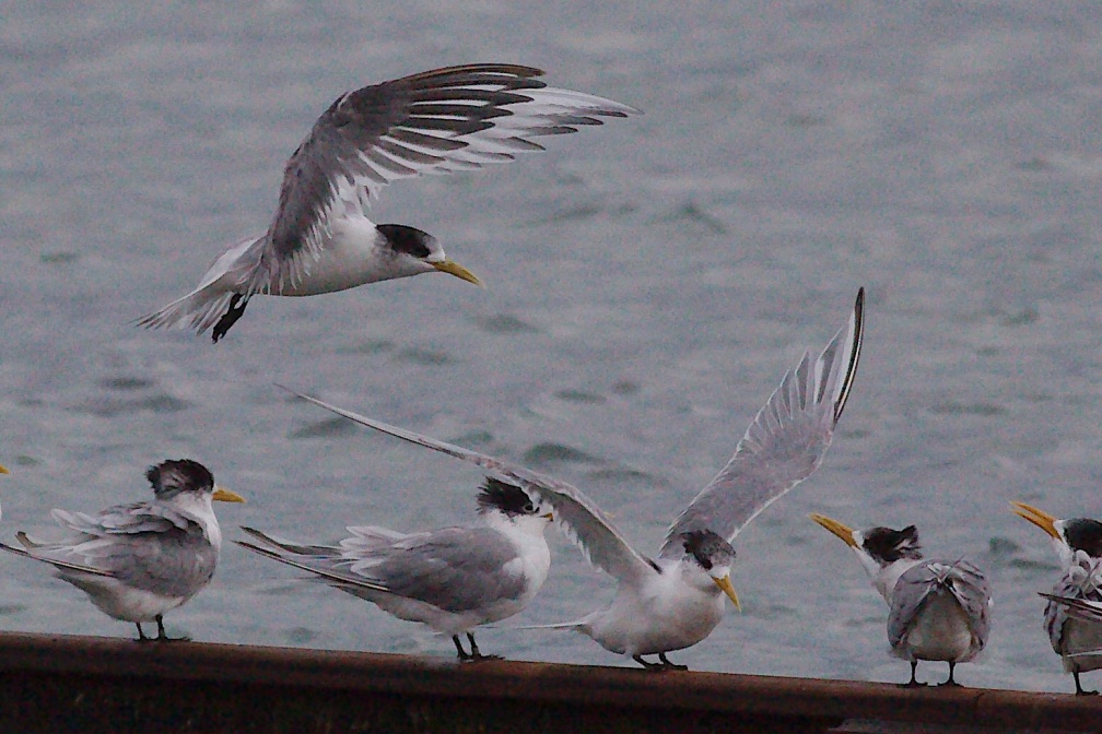 Crested Tern IMG 7482