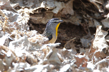 Spotted-pardalote-IMG 8456