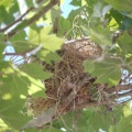 Red Browed Finch nest IMG_8904.jpg